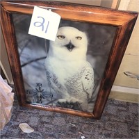 owl picture