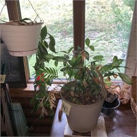 live house plants