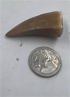 Dinosaur tooth 1.75"