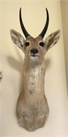 African Reedbuck Taxidermy Shoulder Mount