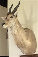 African Eland Taxidermy Shoulder Mount