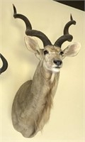 African Kudu Taxidermy Shoulder Mount #1