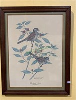 Framed bird print - white throated sparrow by