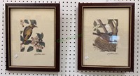 Two framed bird prints, bird with Apple blossoms,