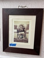 Vtg. Gerrit Pitout Photo of Elephant & Baby