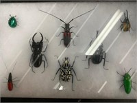B10 - Insects in Display Cases