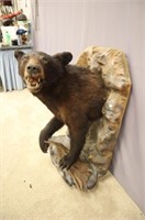 BLACK BEAR MID-BODY MOUNT: