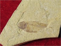 Fossil of a Fish- Very Cool!