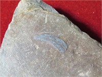 Fossilized Feather