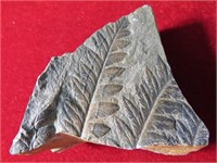 Fossilized Fern Leafs