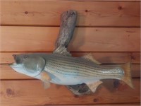 30 inch fish mount