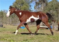 "Gandalf" 2007 Paint Gelding