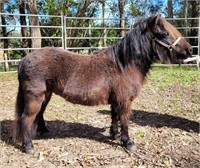 "Azzastar Jumbuck" 2014 Shetland Pony Gelding
