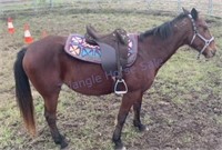 "Maggie May" 2010 SB Mare