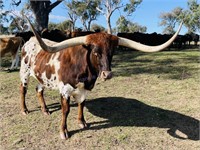 "Simon" Approx. 2016 Texas Longhorn Steer