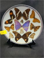 Pressed Butterfly decorative plate