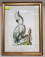 COCKATOO ENGRAVING