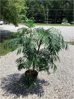 Rubber tree plant