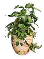 Asian Style Pot with Plant