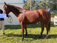 (VIC) MISS STACE - THOROUGHBRED MARE