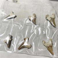 6 Shark Teeth From Morocco