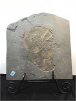 Large Nautilus Fossil Slab With Stand 20x19