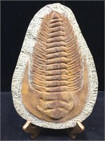 Trilobite Fossil 10x6 w/ Stand