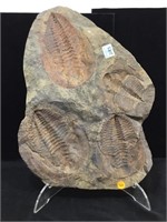 Large Multi-Fossil Trilobite Slab W/ Stand