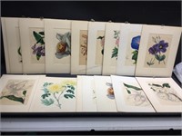 19 Hand Colored Flora Etchings from Paxton’s