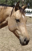 "Dancing In Ashes" 2010 QH Mare Q-81022