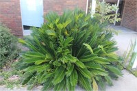 Sago Palm Plants