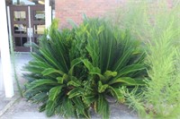 Sago Palm Plants