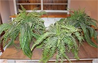 3 Large Ferns
