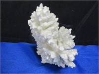 Large Piece Of Coral