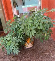 Large Healthy Plant with Planter