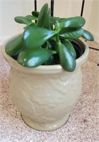 Live Jade Plant In Green Ceramic Plant