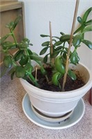 Live Jade Plant In Plastic Pot