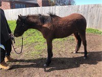 (VIC) BAMBI - BRUMBY FILLY