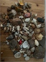 Lot of sea shells