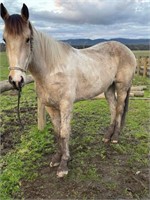 (VIC) BAILEY - CLYDIE X FILLY