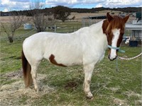 (NSW) LILLY - WELSH x QH MARE