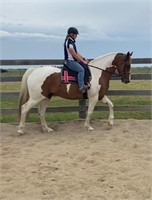 (VIC) ARNIE - CLYDIE X GELDING