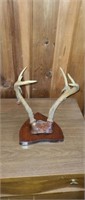 Vintage whitetail deer 6 point antlers with four