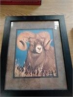 Bighorn sheep photo in frame