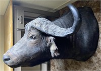 African Cape Buffalo Shoulder Taxidermy Mount