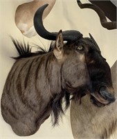 African Wildebeest Taxidermy Shoulder Mount