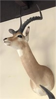 African Impala Taxidermy Shoulder Mount #1