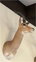 African Impala Taxidermy Shoulder Mount #2