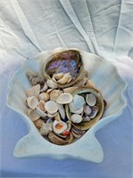 shell collection