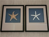 (2) Shadowbox Frames with Dried Starfish